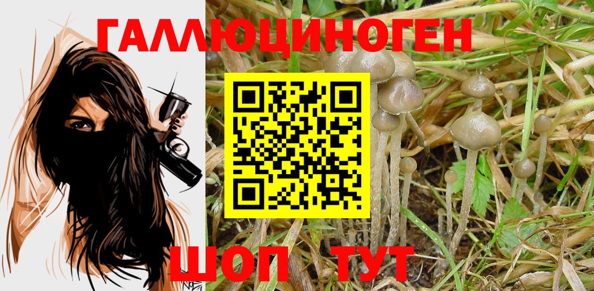 Псилоцибиновые грибы мицелий Тимашёвск